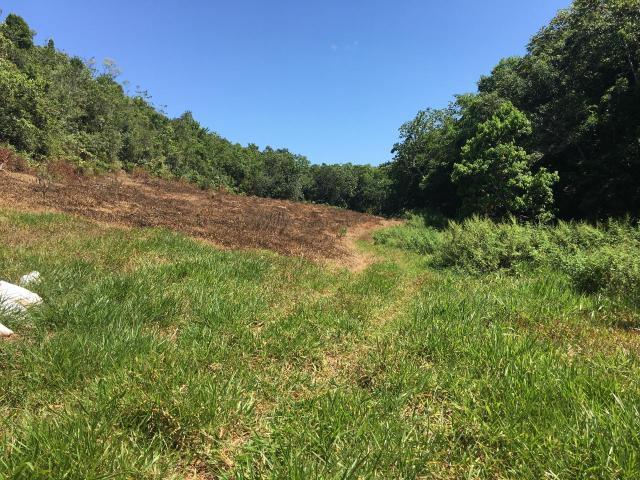 First image of Chippenham Park, Bamboo in Bamboo, St. Ann, Jamaica - property is For Sale