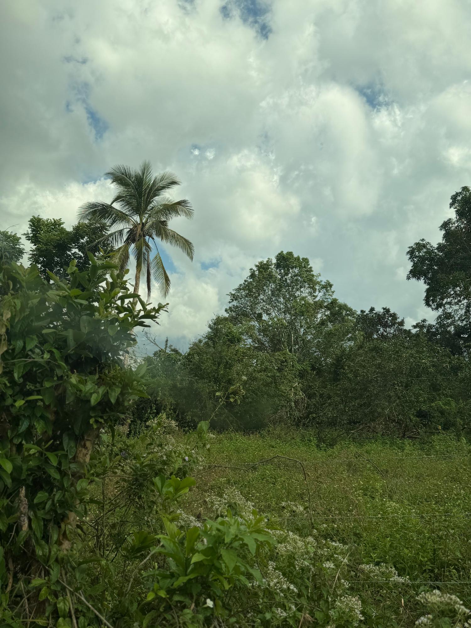 Third image of Evergreen in Comfort Hall, Manchester, Jamaica - property is For Sale