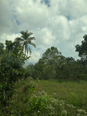 Third image of Evergreen in Comfort Hall, Manchester, Jamaica - property is For Sale