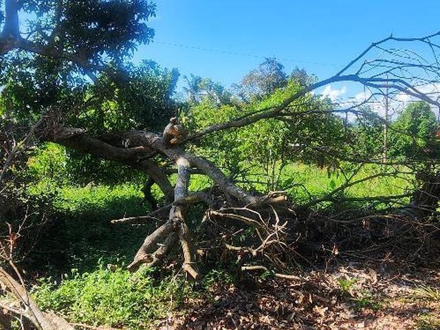 Fourth image of Russell Pen, Threadways in Linstead, St. Catherine, Jamaica - property is For Sale