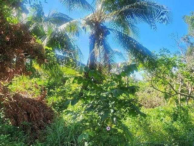 Fifth image of Russell Pen, Threadways in Linstead, St. Catherine, Jamaica - property is For Sale