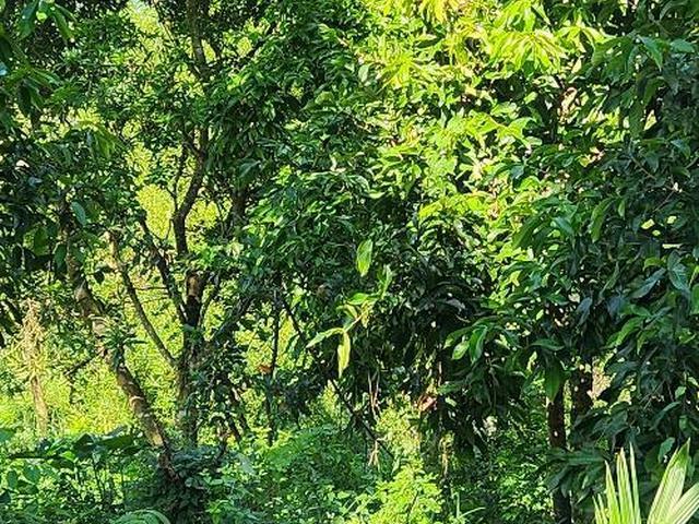 Sixth image of Russell Pen, Threadways in Linstead, St. Catherine, Jamaica - property is For Sale