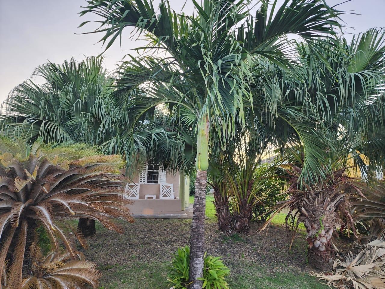 2-Bedroom-House-for-Sale-in-Drax-Hall-Country-Club-St.-Ann-Jamaica Eighth image of 230 Calabash Blvd Drax Hall in Drax Hall Estate, St. Ann, Jamaica - property is For Sale