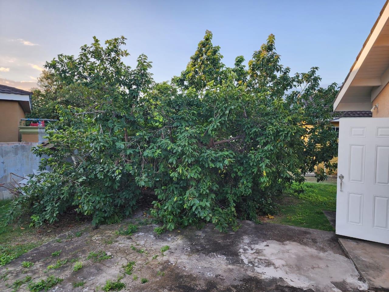 2-Bedroom-House-for-Sale-in-Drax-Hall-Country-Club-St.-Ann-Jamaica Ninth image of 230 Calabash Blvd Drax Hall in Drax Hall Estate, St. Ann, Jamaica - property is For Sale