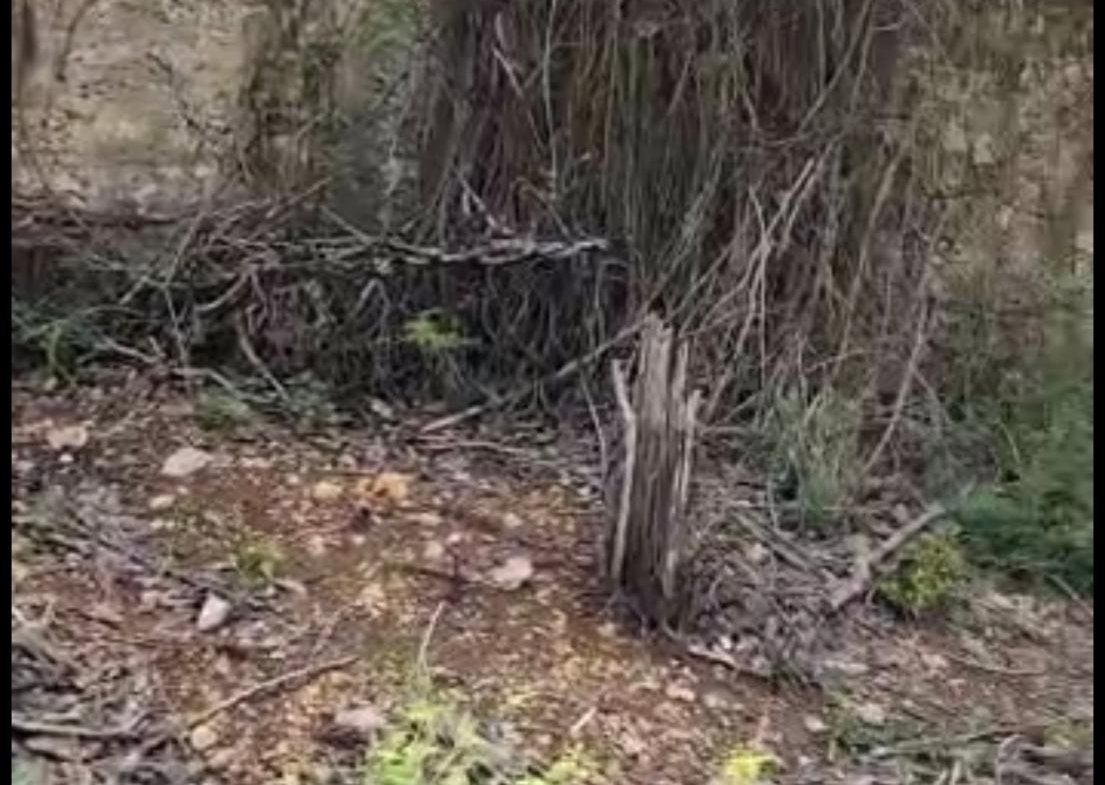 Thirteenth image of Brompton, St. Elizabeth in Fyffes Pen, St. Elizabeth, Jamaica - property is For Sale