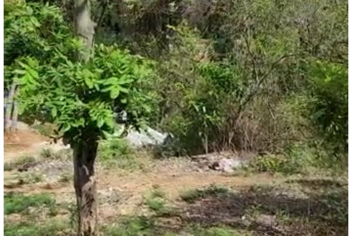 Fourteenth image of Brompton, St. Elizabeth in Fyffes Pen, St. Elizabeth, Jamaica - property is For Sale