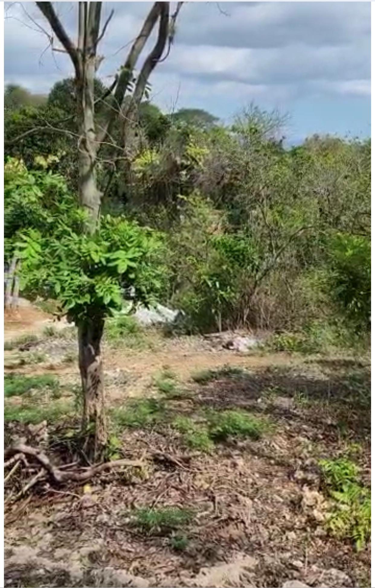 Fourteenth image of Brompton, St. Elizabeth in Fyffes Pen, St. Elizabeth, Jamaica - property is For Sale