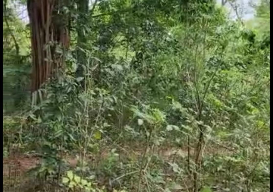 Sixteenth image of Brompton, St. Elizabeth in Fyffes Pen, St. Elizabeth, Jamaica - property is For Sale