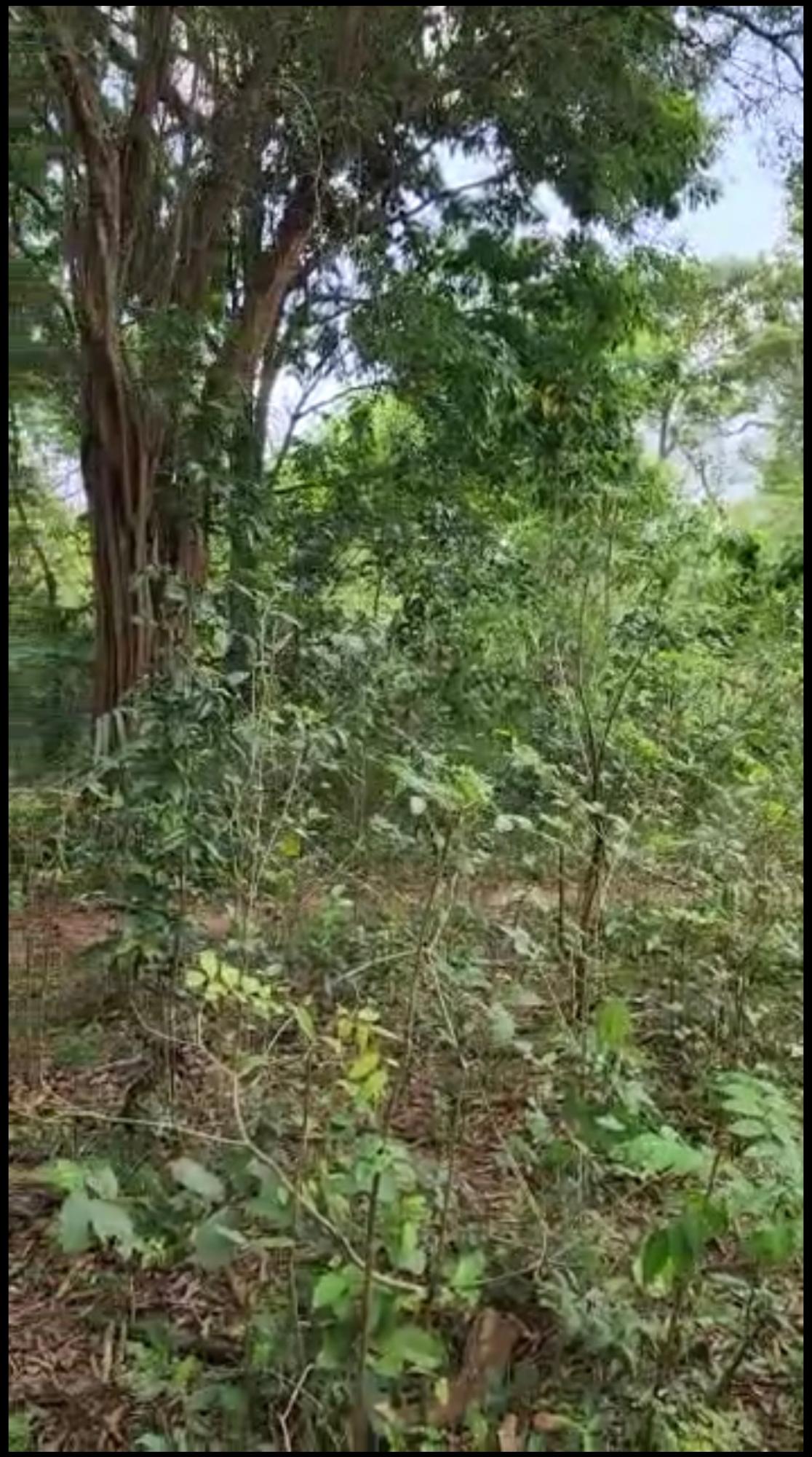 Sixteenth image of Brompton, St. Elizabeth in Fyffes Pen, St. Elizabeth, Jamaica - property is For Sale