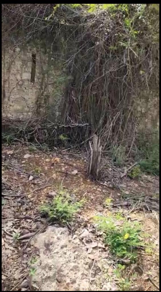 Twenty-Ninth image of Brompton, St. Elizabeth in Fyffes Pen, St. Elizabeth, Jamaica - property is For Sale
