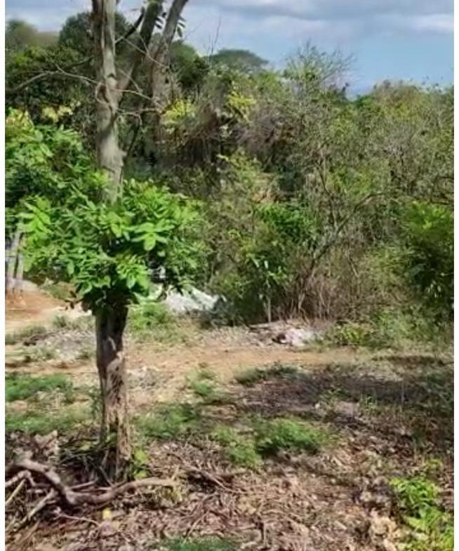 Fourth image of Brompton, St. Elizabeth in Fyffes Pen, St. Elizabeth, Jamaica - property is For Sale