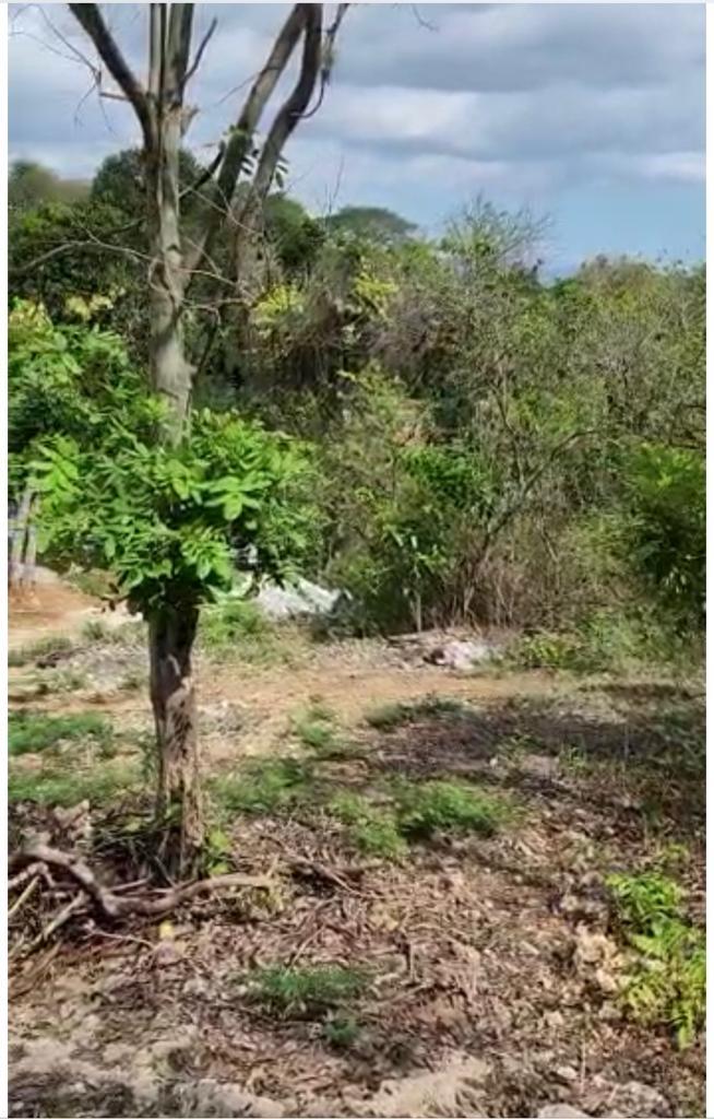 Fourth image of Brompton, St. Elizabeth in Fyffes Pen, St. Elizabeth, Jamaica - property is For Sale