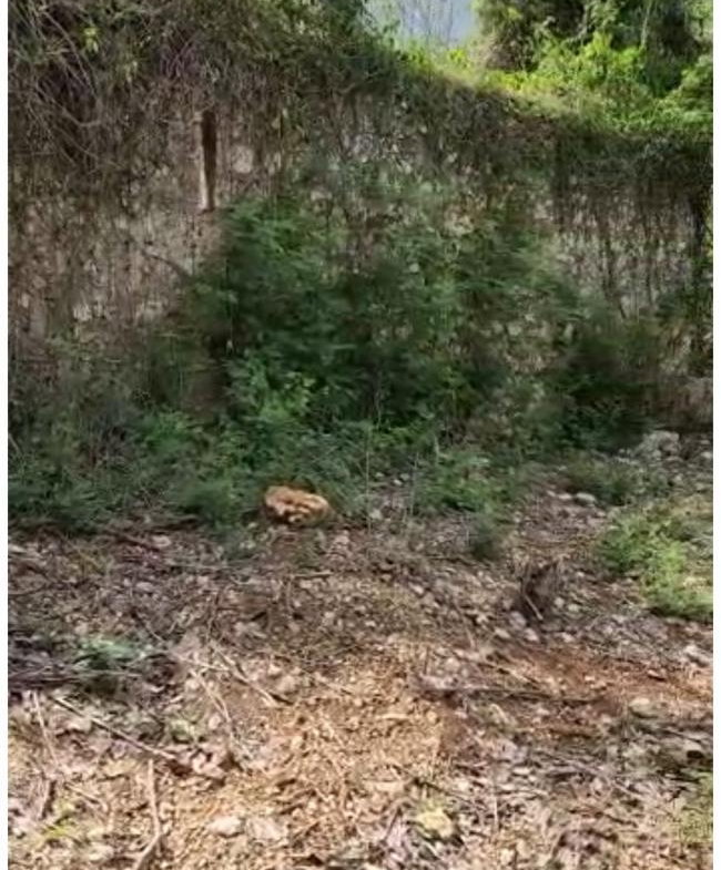 Fifth image of Brompton, St. Elizabeth in Fyffes Pen, St. Elizabeth, Jamaica - property is For Sale