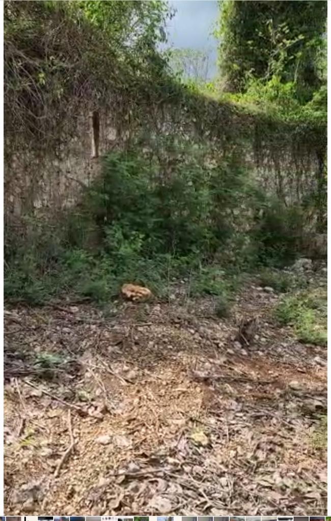 Fifth image of Brompton, St. Elizabeth in Fyffes Pen, St. Elizabeth, Jamaica - property is For Sale