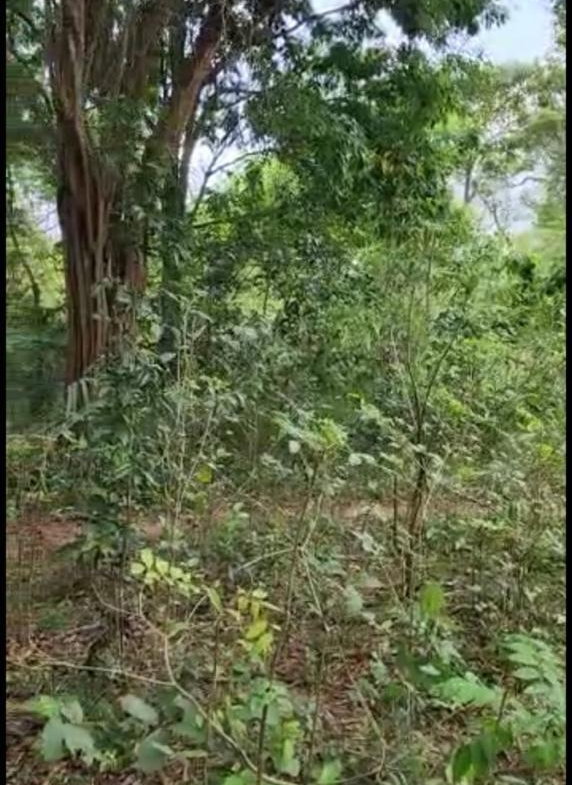 Sixth image of Brompton, St. Elizabeth in Fyffes Pen, St. Elizabeth, Jamaica - property is For Sale