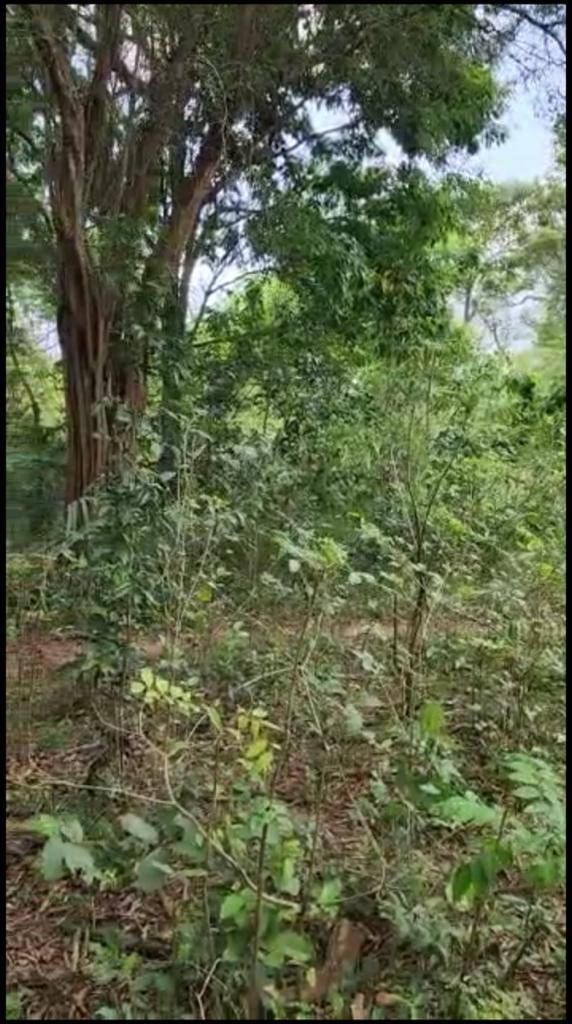 Sixth image of Brompton, St. Elizabeth in Fyffes Pen, St. Elizabeth, Jamaica - property is For Sale