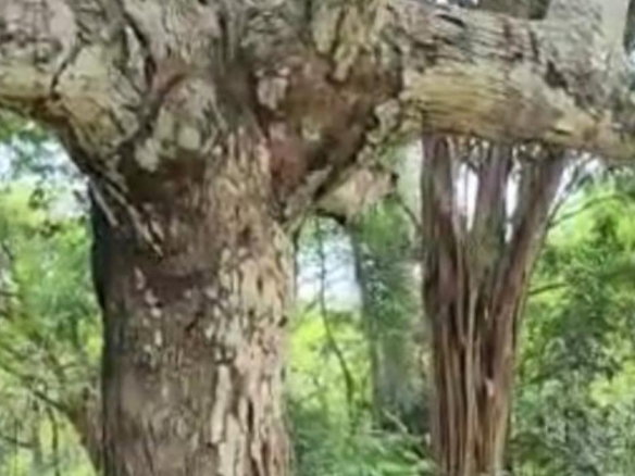 First image of Brompton, St. Elizabeth in Fyffes Pen, St. Elizabeth, Jamaica - property is For Sale