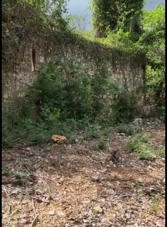 Seventh image of Brompton, St. Elizabeth in Fyffes Pen, St. Elizabeth, Jamaica - property is For Sale