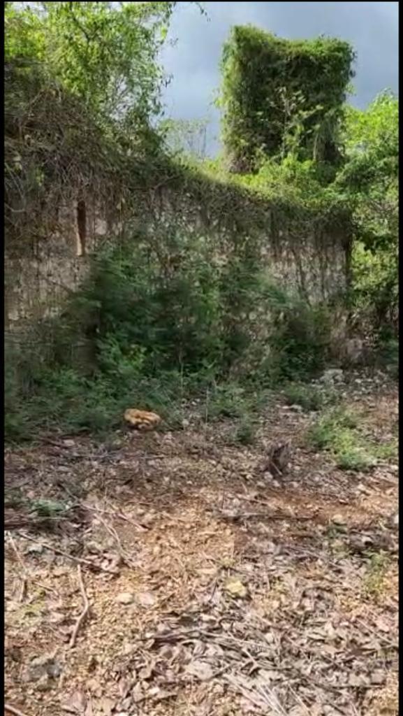 Seventh image of Brompton, St. Elizabeth in Fyffes Pen, St. Elizabeth, Jamaica - property is For Sale
