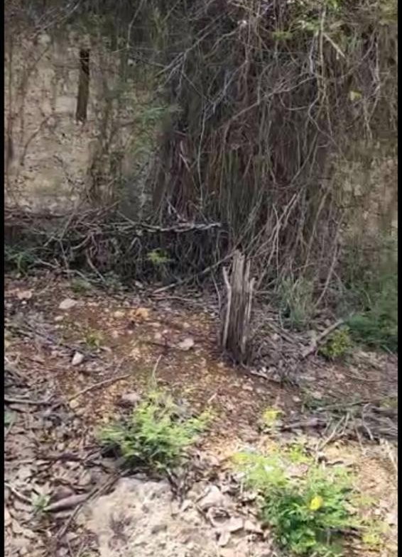 Eighth image of Brompton, St. Elizabeth in Fyffes Pen, St. Elizabeth, Jamaica - property is For Sale
