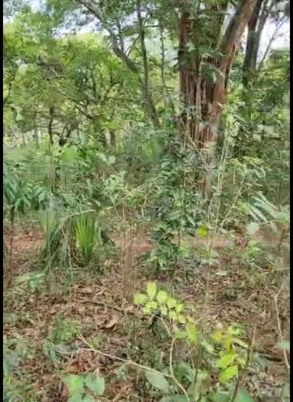 Tenth image of Brompton, St. Elizabeth in Fyffes Pen, St. Elizabeth, Jamaica - property is For Sale
