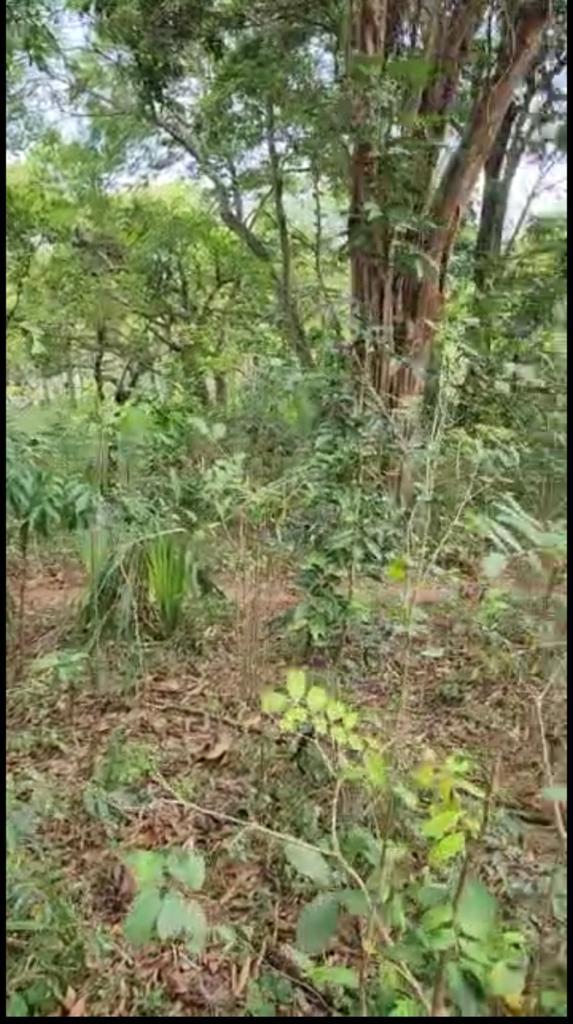 Tenth image of Brompton, St. Elizabeth in Fyffes Pen, St. Elizabeth, Jamaica - property is For Sale
