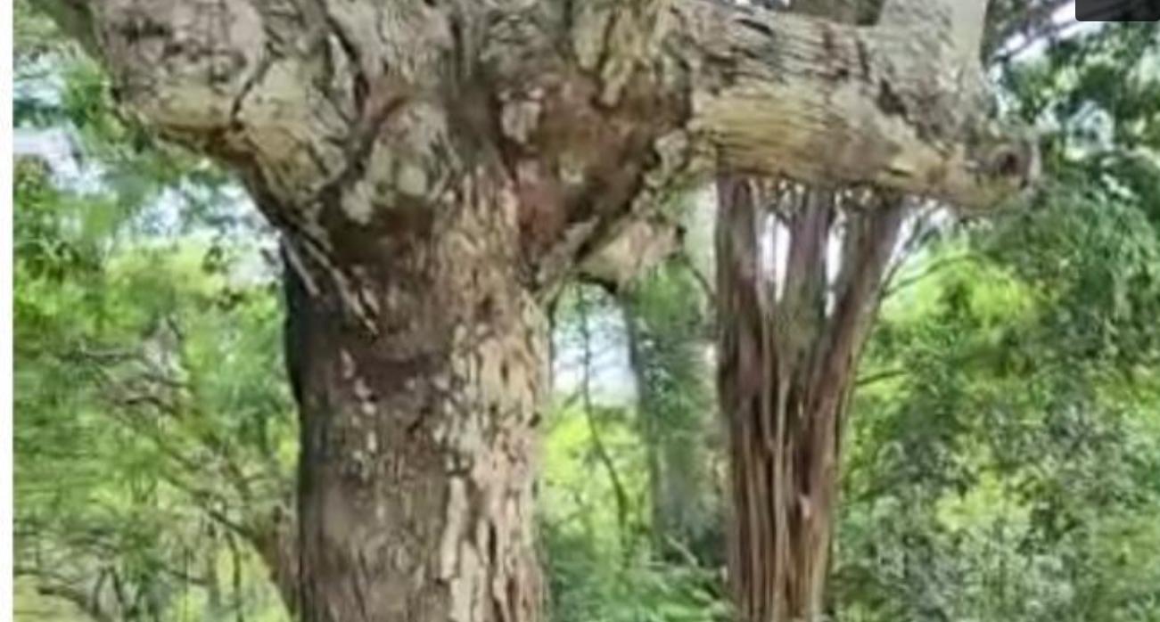 First image of Brompton, St. Elizabeth in Fyffes Pen, St. Elizabeth, Jamaica - property is For Sale