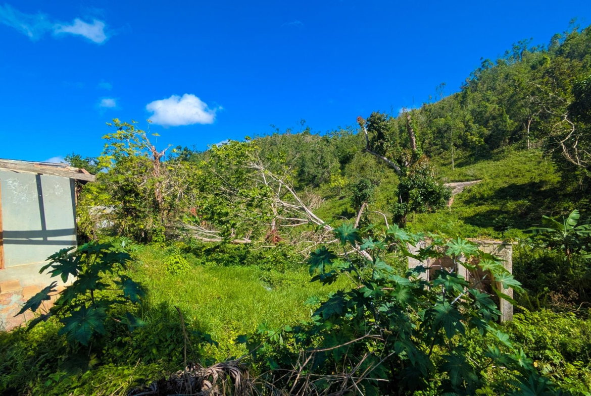 Eighth image of Rosetta Alexandria p o st in Alexandria, St. Ann, Jamaica - property is For Sale