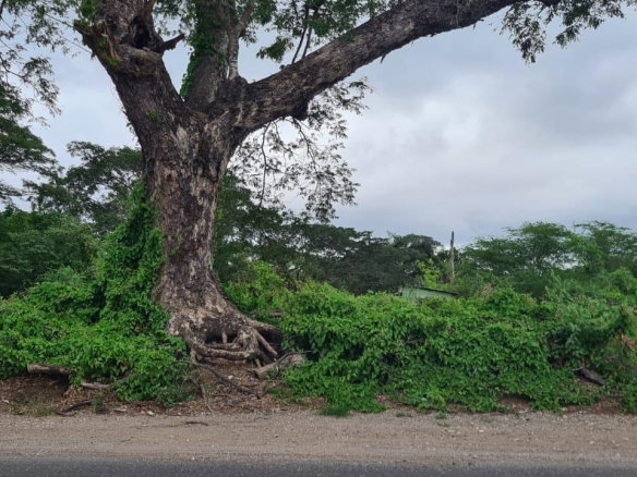 First image of Church Pen in Old Harbour, St. Catherine, Jamaica - property is For Sale