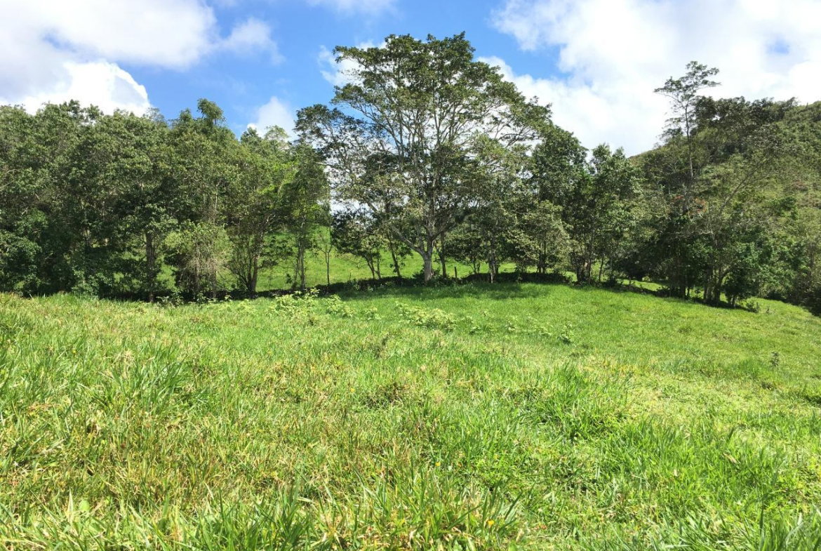 Seventh image of Chippenham Park, Bamboo in Bamboo, St. Ann, Jamaica - property is For Sale