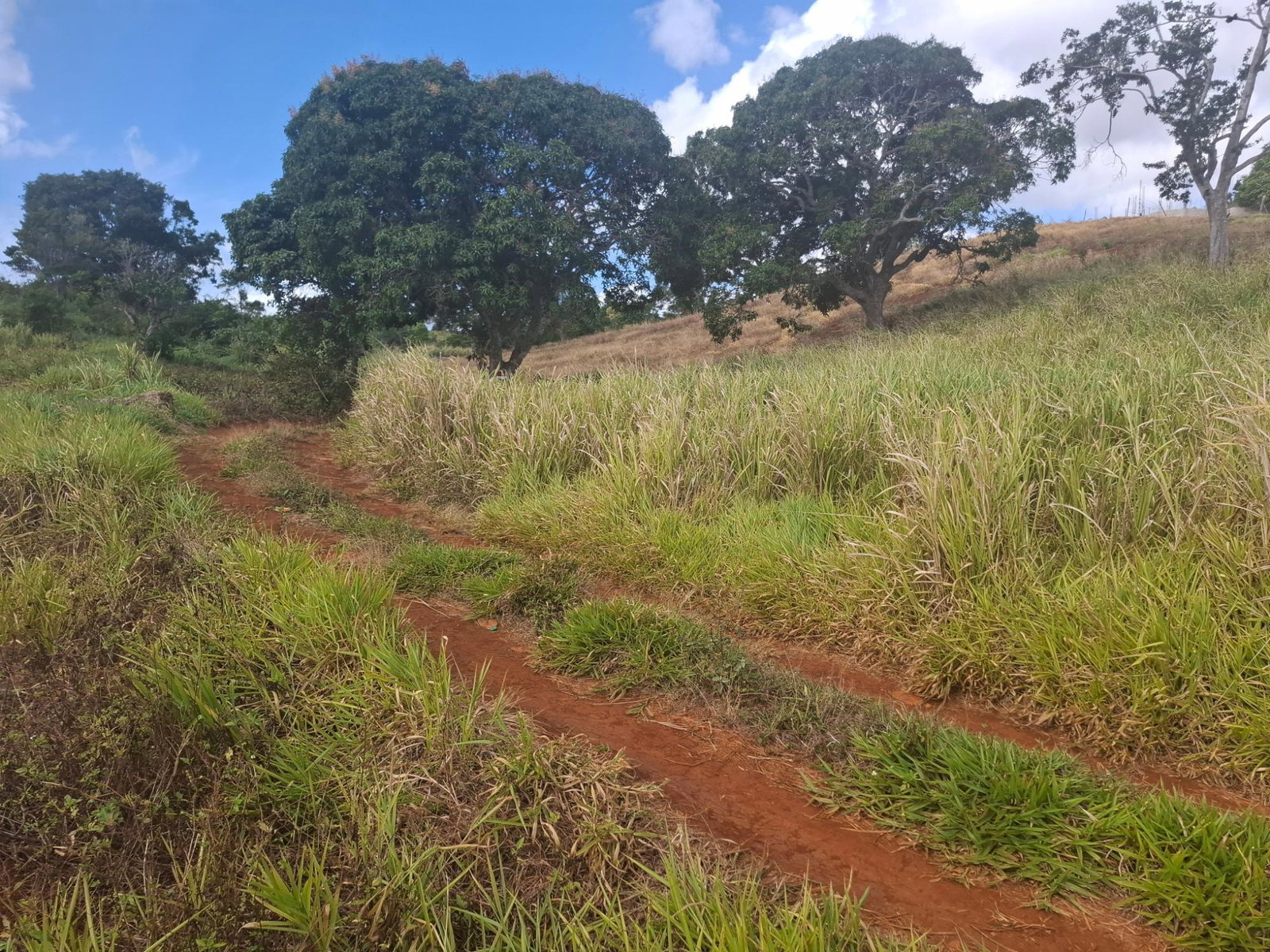 24-Acres-Residential-Development-Land-for-Sale-in-Cocoa-Walk-Manchester-Jamaica Second image of Part of Cocoa Walk Cross in Cocoa Walk, Manchester, Jamaica - property is For Sale