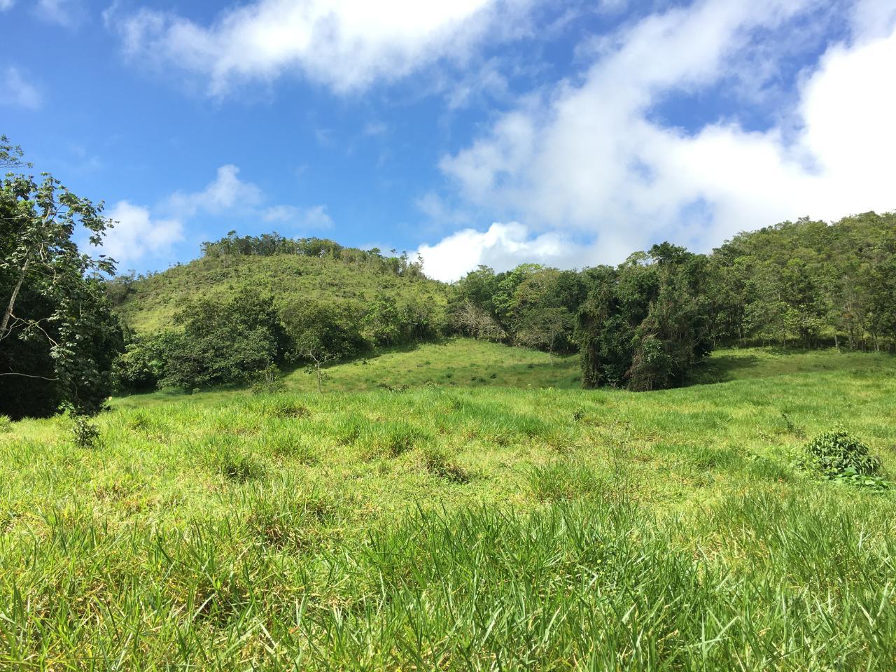 29.5-Acre-Residential-Development-Land-for-Sale-in-Chippenham-Park-St.-Ann-Jamaica Third image of Chippenham Park, Bamboo in Bamboo, St. Ann, Jamaica - property is For Sale