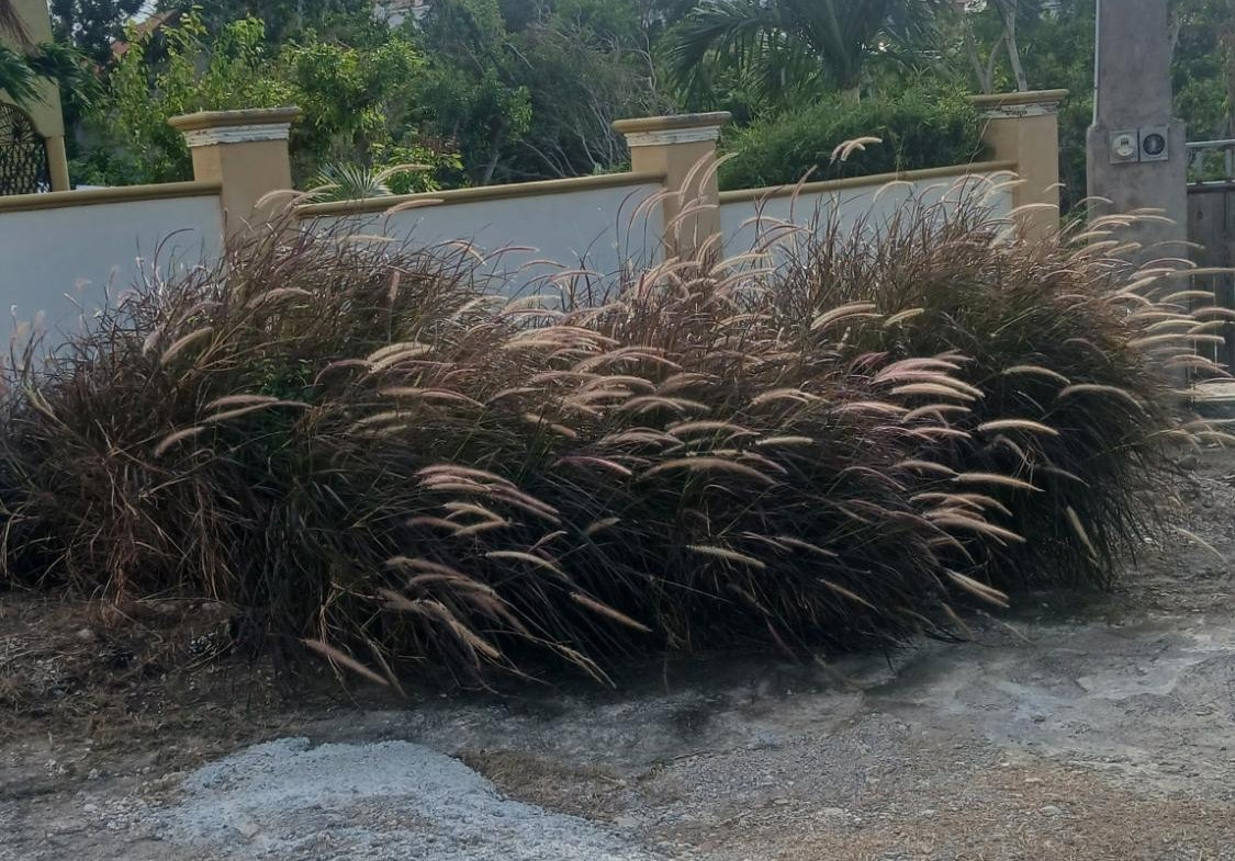 Third image of 449 St. Andrews Terrace, in Ironshore, St. James, Jamaica - property is For Rent