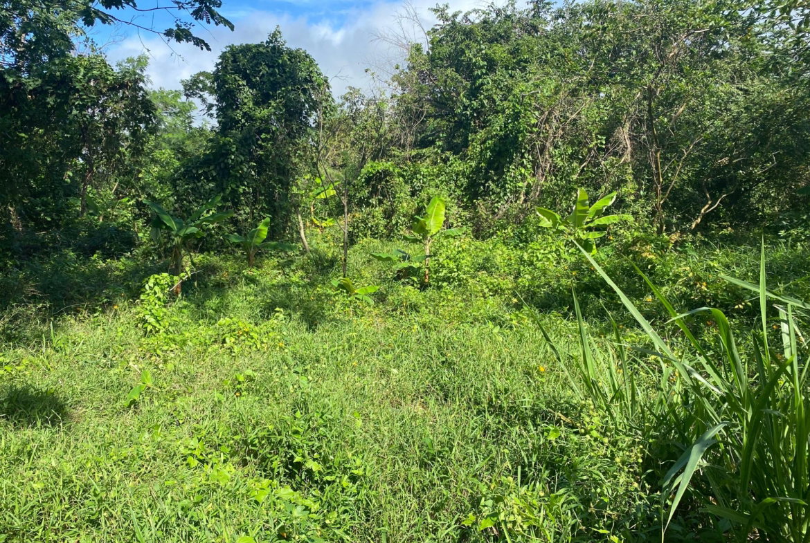 Second image of Part Red Hills Clarendon in Red Hills, Clarendon, Jamaica - property is For Sale
