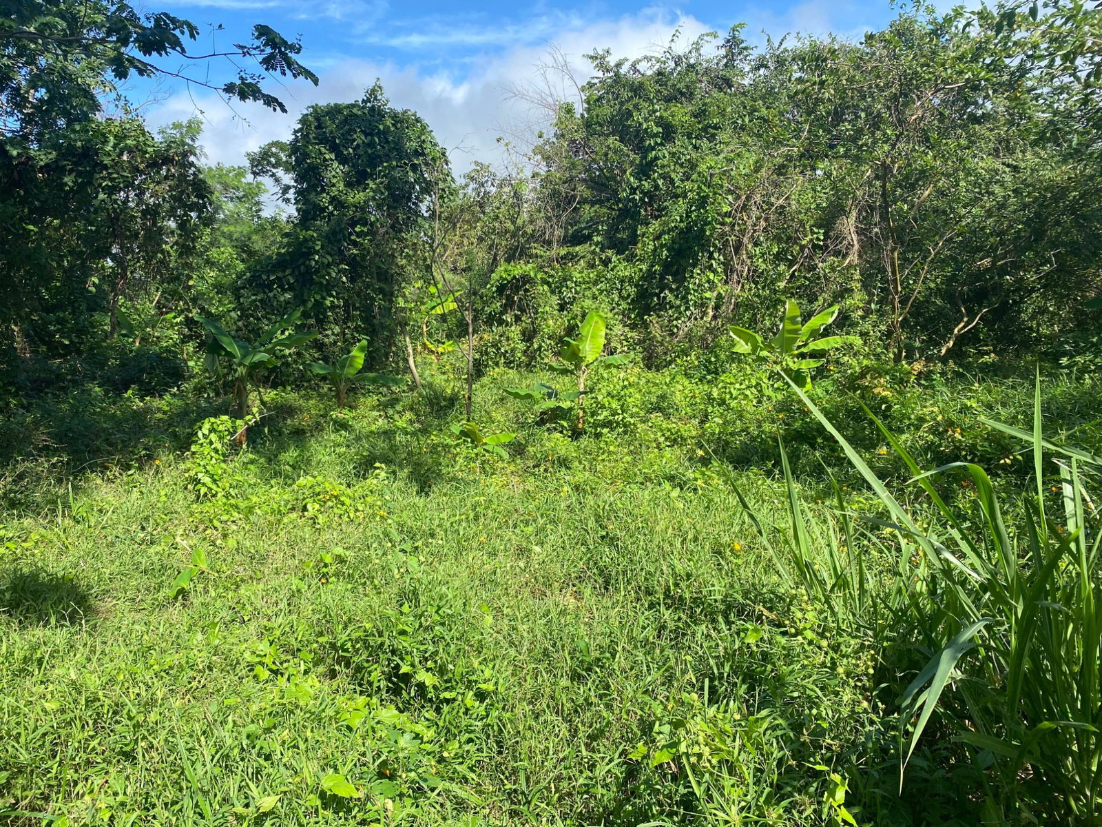 Second image of Part Red Hills Clarendon in Red Hills, Clarendon, Jamaica - property is For Sale