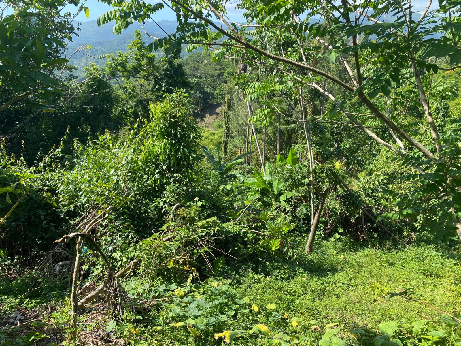 Fourth image of Part Red Hills Clarendon in Red Hills, Clarendon, Jamaica - property is For Sale