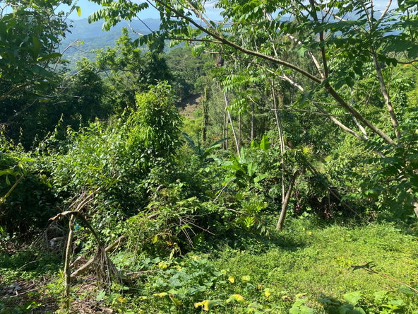 Fourth image of Part Red Hills Clarendon in Red Hills, Clarendon, Jamaica - property is For Sale