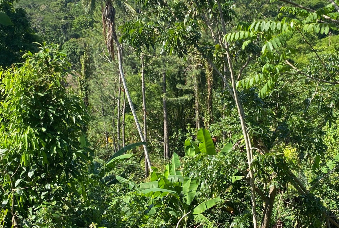 Fifth image of Part Red Hills Clarendon in Red Hills, Clarendon, Jamaica - property is For Sale