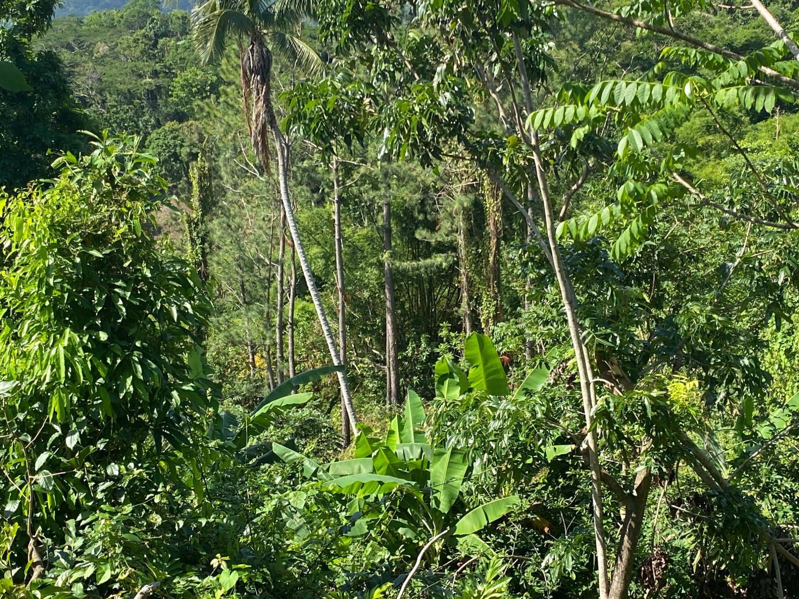 Fifth image of Part Red Hills Clarendon in Red Hills, Clarendon, Jamaica - property is For Sale