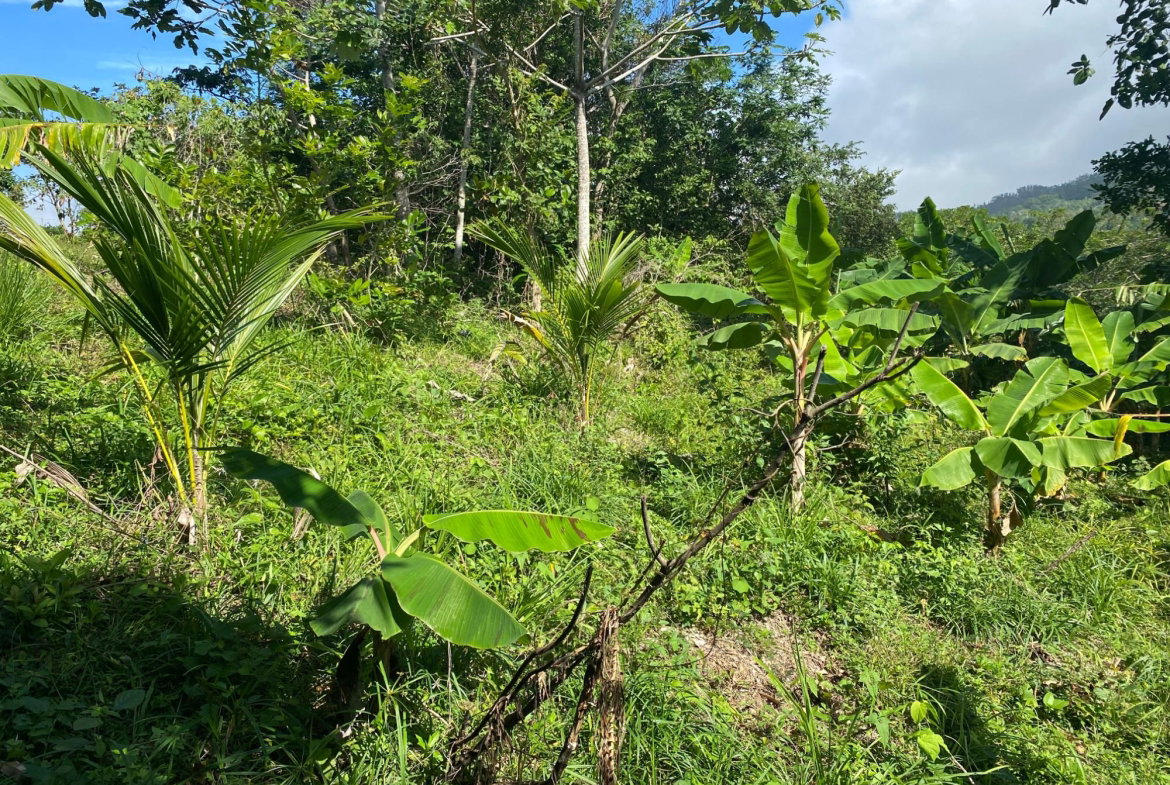 Sixth image of Part Red Hills Clarendon in Red Hills, Clarendon, Jamaica - property is For Sale