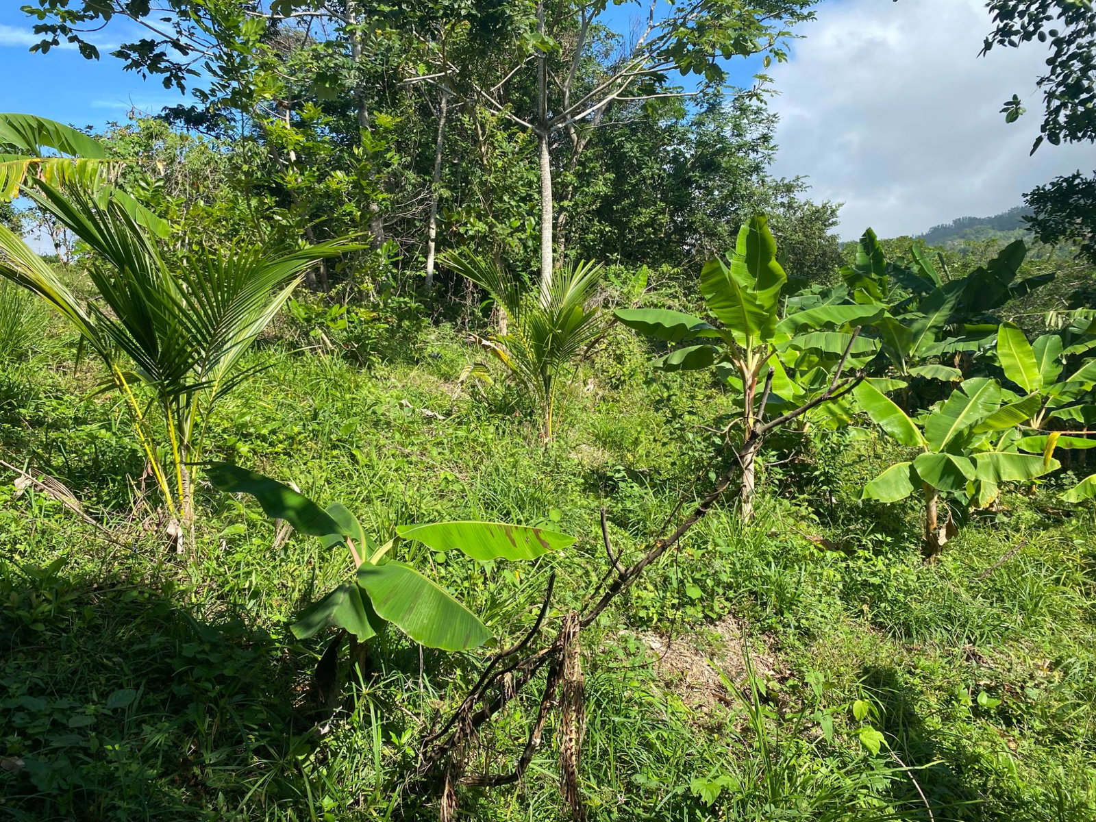 Sixth image of Part Red Hills Clarendon in Red Hills, Clarendon, Jamaica - property is For Sale