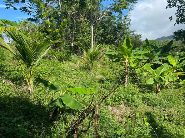 Sixth image of Part Red Hills Clarendon in Red Hills, Clarendon, Jamaica - property is For Sale