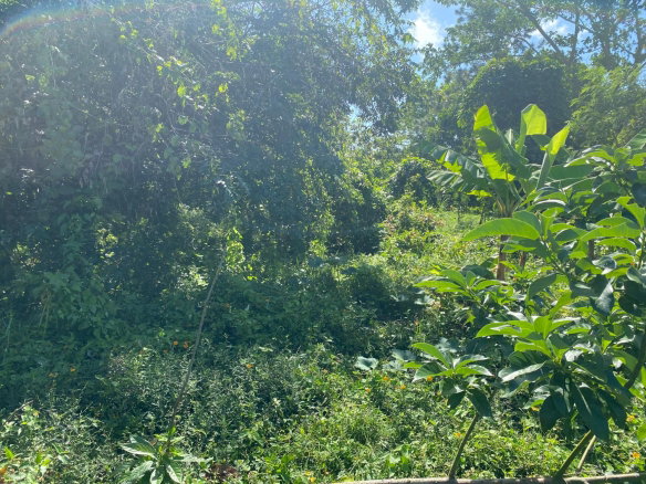 First image of Part Red Hills Clarendon in Red Hills, Clarendon, Jamaica - property is For Sale