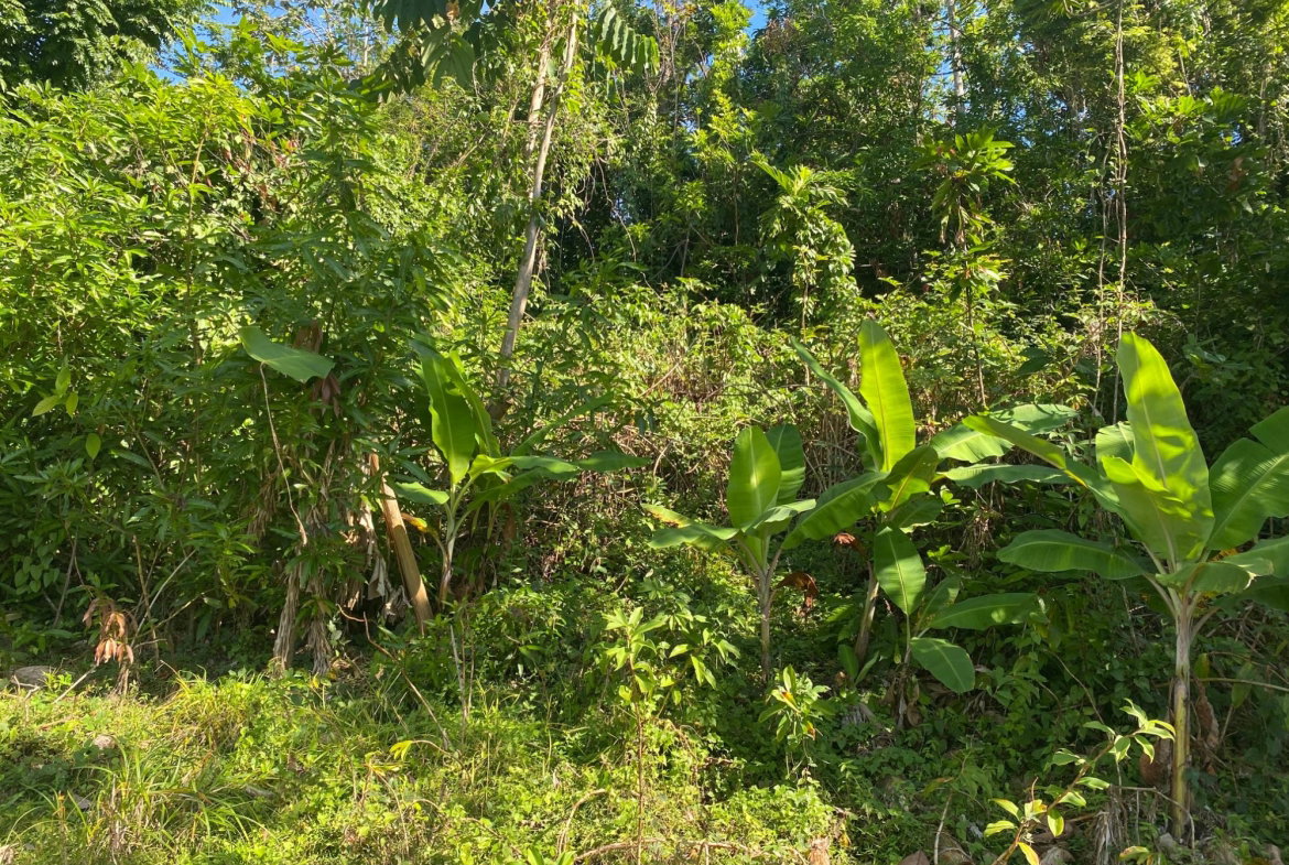 Seventh image of Part Red Hills Clarendon in Red Hills, Clarendon, Jamaica - property is For Sale