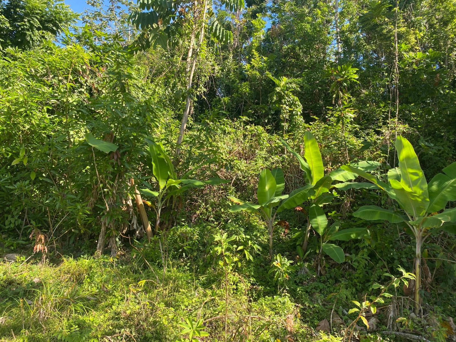 Seventh image of Part Red Hills Clarendon in Red Hills, Clarendon, Jamaica - property is For Sale