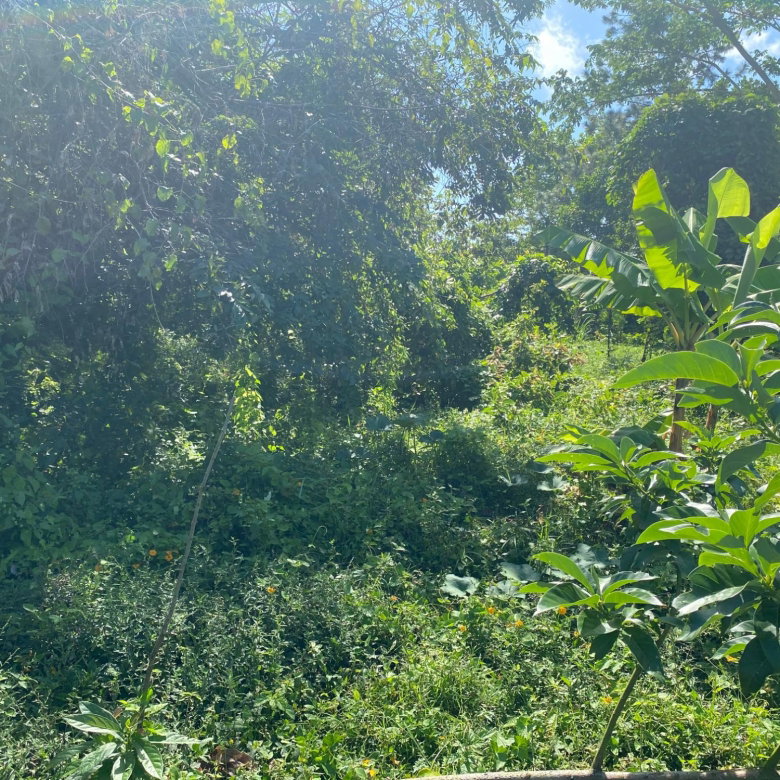 First image of Part Red Hills Clarendon in Red Hills, Clarendon, Jamaica - property is For Sale