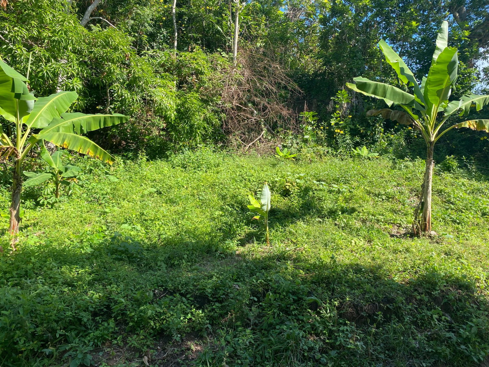 Ninth image of Part Red Hills Clarendon in Red Hills, Clarendon, Jamaica - property is For Sale