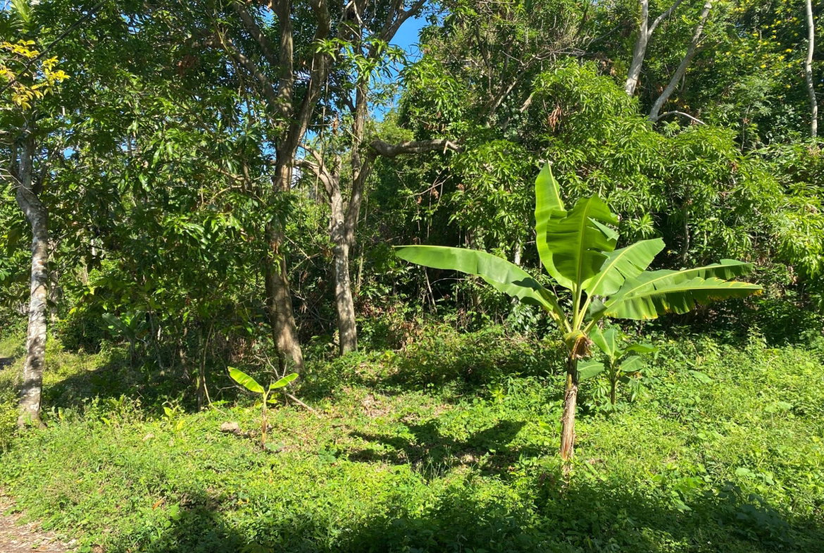 Tenth image of Part Red Hills Clarendon in Red Hills, Clarendon, Jamaica - property is For Sale