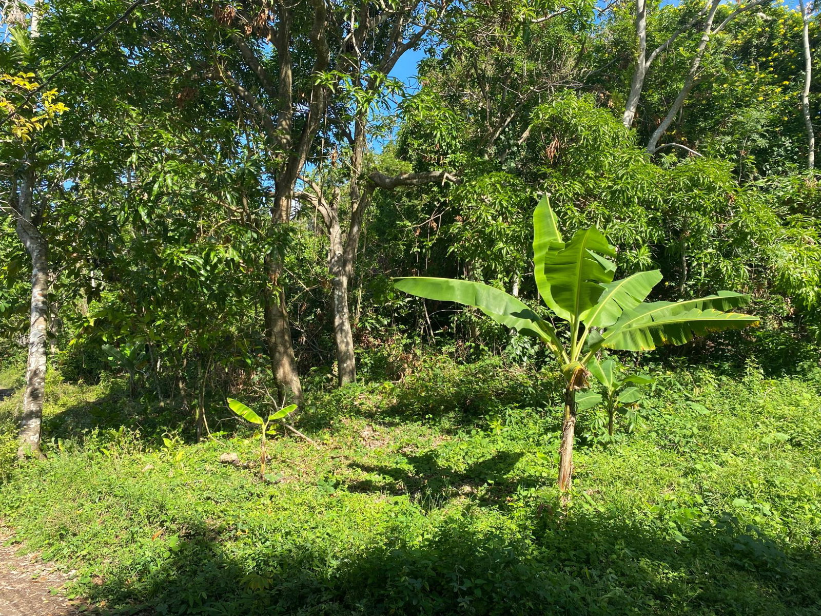Tenth image of Part Red Hills Clarendon in Red Hills, Clarendon, Jamaica - property is For Sale