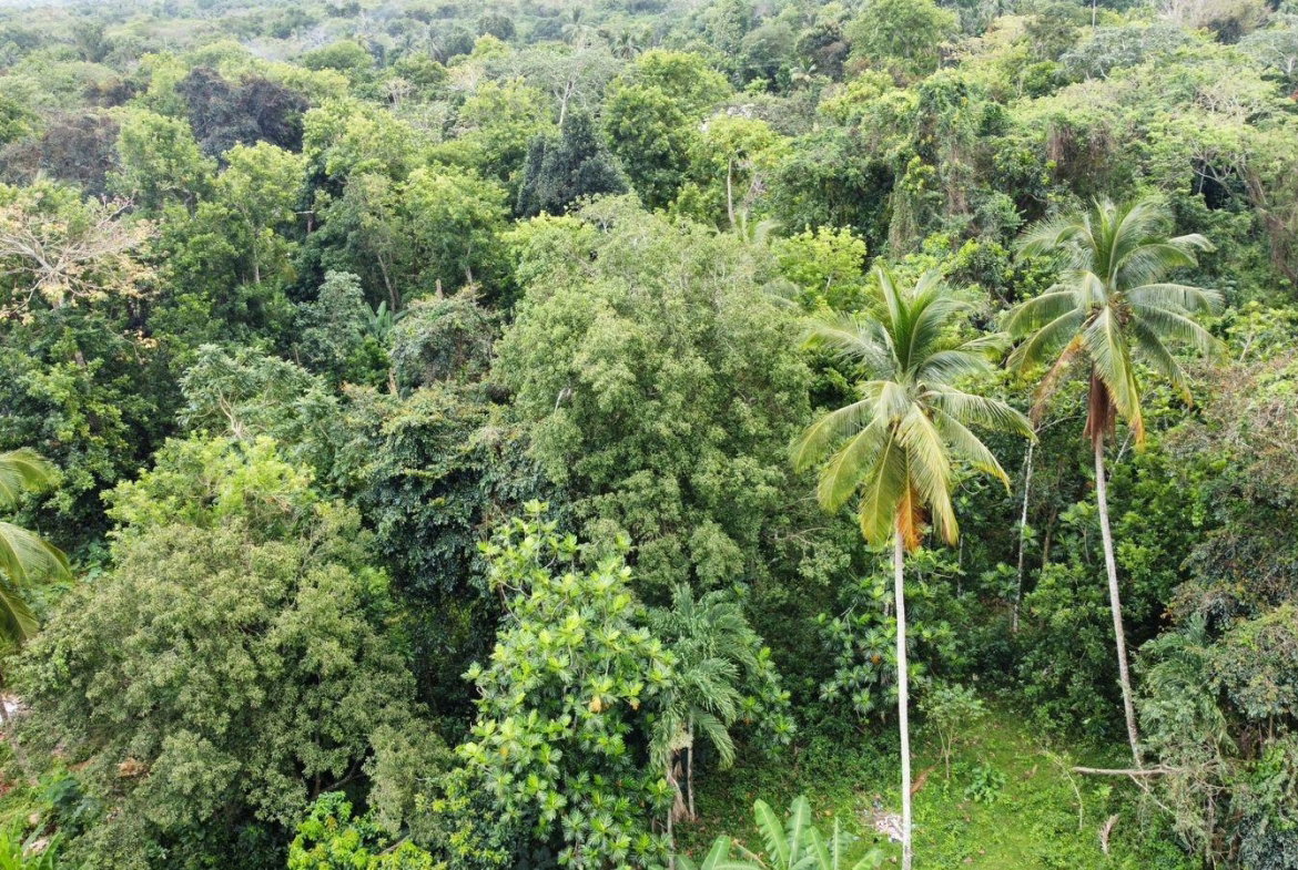 Twentieth image of Part of Porus in Porus, Manchester, Jamaica - property is For Sale